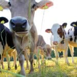 Kühe auf der Weide, Symbol für Wasserqualität in der Landwirtschaft.